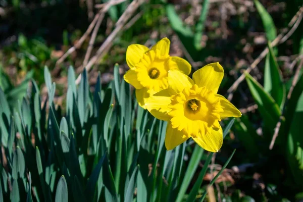 Ein Flecken Blühender Leuchtend Gelber Tulpen Frühling — Stockfoto