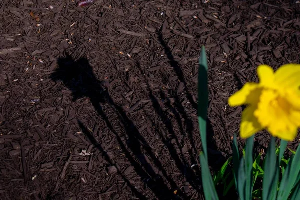 Schaduw Van Een Heldere Gele Tulp Zwarte Mulch — Stockfoto