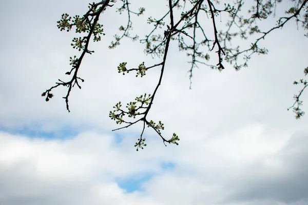 Małe Gałęzie Budding Tree Chmurnym Błękitnym Niebie — Zdjęcie stockowe