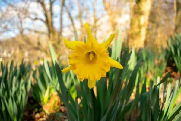Parche Tulipanes Amarillos Brillantes Que Florecen Durante Primavera —  Fotos de Stock