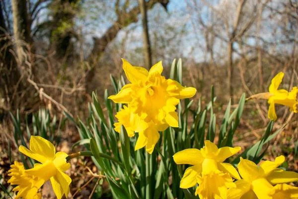 Plåster Med Blommande Ljusa Gula Tulpaner Våren — Stockfoto