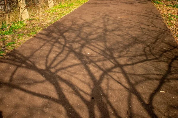 Ombra Grande Albero Che Viene Gettato Sul Pavimento Del Blacktop — Foto Stock