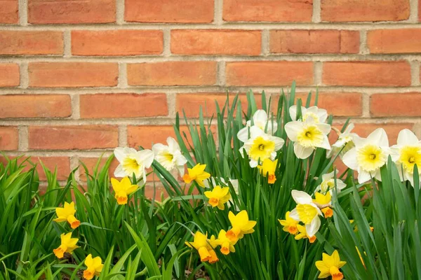 Plaster Białych Żółtych Tulipanów Ceglanym Murze Wiosną Suburban Pensylwania — Zdjęcie stockowe