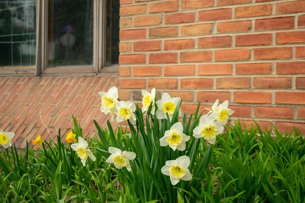 Parche Tulipanes Blancos Amarillos Una Pared Ladrillo Durante Primavera Suburban —  Fotos de Stock