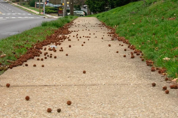 Spiked Seed Pods Nedskräpning Tan Sidewalk Förorten Pennsylvania — Stockfoto