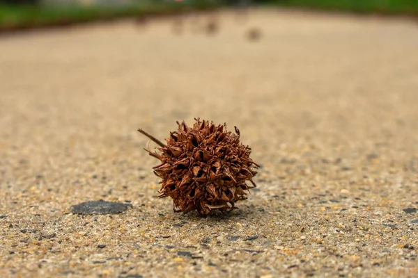 Een Brown Spiked Seed Pod Het Midden Van Beige Sidewalk — Stockfoto