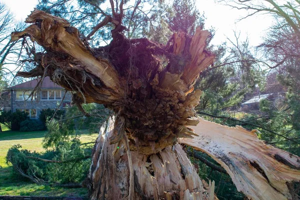 Сплит Пень Большим Упавшим Деревом После Шторма Поместье Элкинсов — стоковое фото