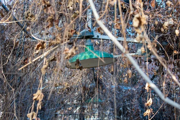 Uma Luz Verde Pendurada Uma Estufa Abandonada Coberta Cheia Videiras — Fotografia de Stock