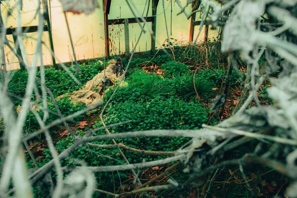 放棄された温室のキャンバス屋根の穴を見て草や植物が成長し繁栄する部屋に — ストック写真