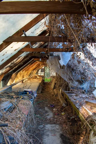 Inside an Old and Abandoned Wooden Greenhouse With a Room Full of Live Plants at the End