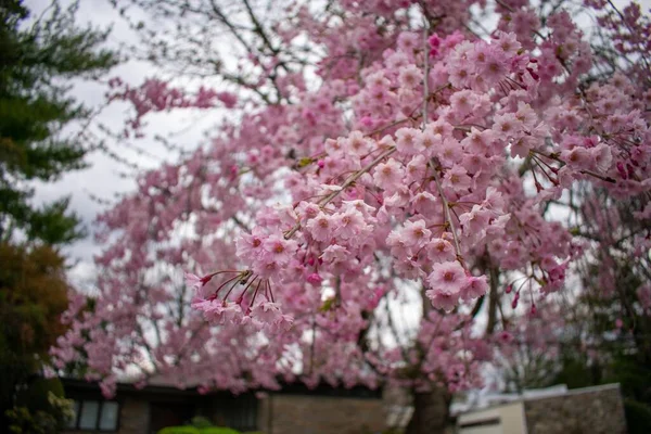 Jeune Cerisier Rose Sur Pelouse Une Entreprise Pennsylvanie Suburbaine — Photo