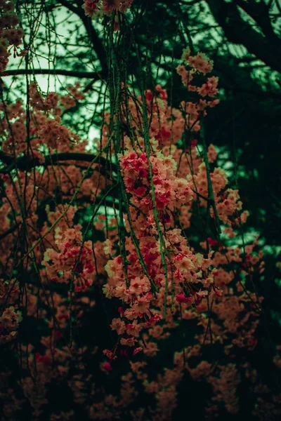 Stor Rosa Körsbärsblomma Träd Förort Front Gård Pennsylvania — Stockfoto