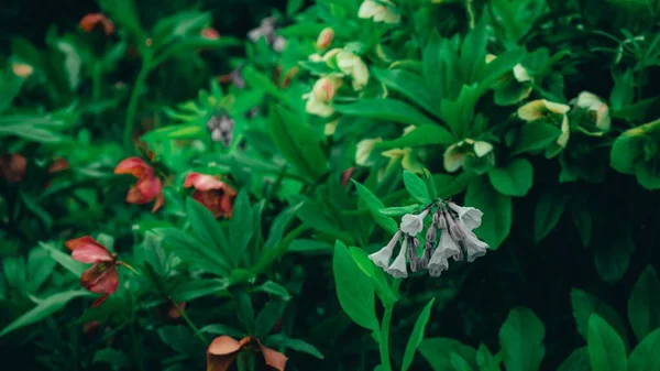 Flores Blancas Pequeñas Que Cuelgan Arbusto Verde Oscuro — Foto de Stock