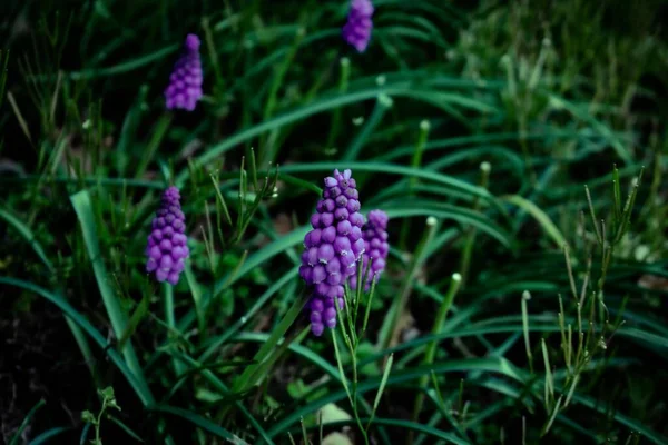 Koyu Yeşil Çimen Tarlasında Küçük Mor Çiçekler — Stok fotoğraf