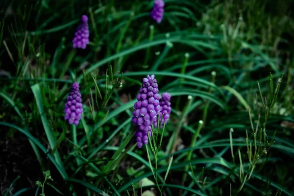 Drobné Fialové Květy Oblasti Tmavě Zelené Trávy — Stock fotografie