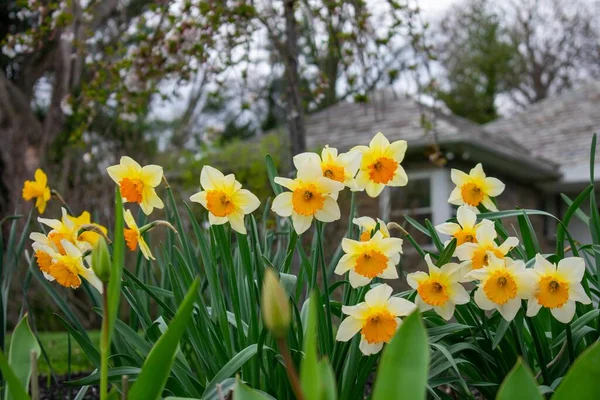 Tulipas Amarelas Laranja Remendo Grama Primavera — Fotografia de Stock