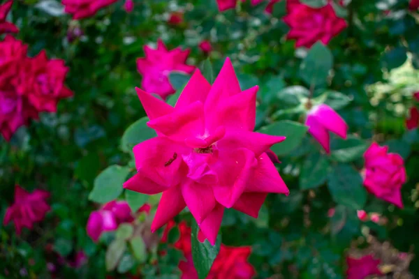 Розовая Красная Роза Ярко Зеленом Буше — стоковое фото