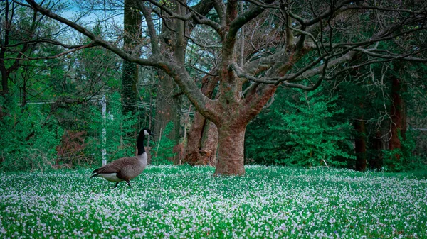 Une Oie Canadienne Marchant Dans Champ Herbe Petites Fleurs Blanches — Photo