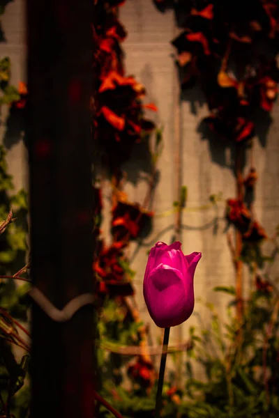Pojedynczy Czerwony Tulipan Zardzewiałym Metalowym Płotem Ścianą Pokrytą Martwą Bluszczem — Zdjęcie stockowe