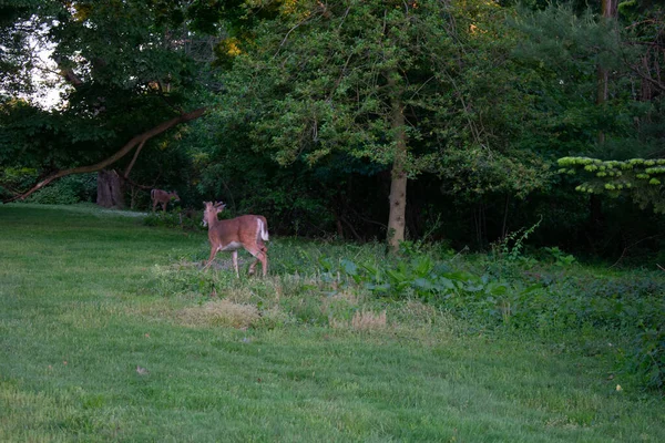 郊外の裏庭で草のパッチに若い鹿 — ストック写真