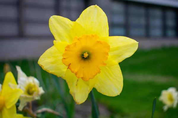 Primer Plano Brillante Tulipán Amarillo Césped Recién Cortado Primavera —  Fotos de Stock