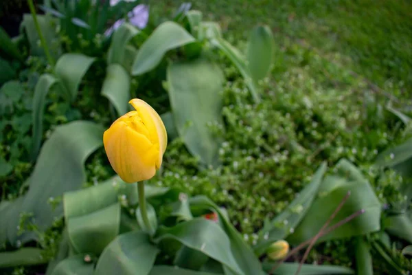 Bulbo Tulipán Amarillo Sentado Parche Plantas Frescas —  Fotos de Stock