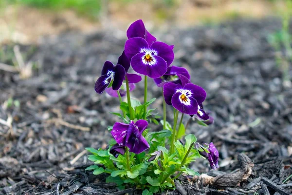 Närbild Skott Små Lila Blommor Sitter Säng Svart Marktäckning — Stockfoto