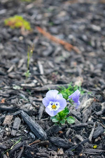 Primo Piano Girato Piccoli Fiori Azzurri Seduti Letto Pacciamatura Nera — Foto Stock