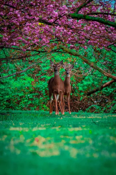 Dos Ciervos Mirando Cámara Mientras Están Debajo Árbol Cerezo Rosa — Foto de Stock