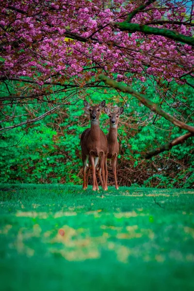 Due Cervi Guardando Macchina Fotografica Mentre Piedi Sotto Albero Ciliegio — Foto Stock