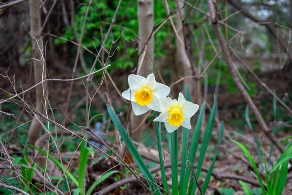 Twee Witte Gele Tulpen Het Voorjaar Een Bos — Stockfoto