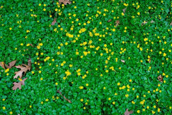 Full Frame Green Grass Clovers Small Yellow Flowers — Stock Photo, Image