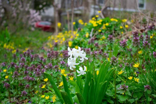 Små Vita Blommor Ett Fält Fullt Växter Våren — Stockfoto