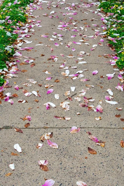 Sidewalk Täckt Små Rosa Och Vita Kronblad Våren — Stockfoto