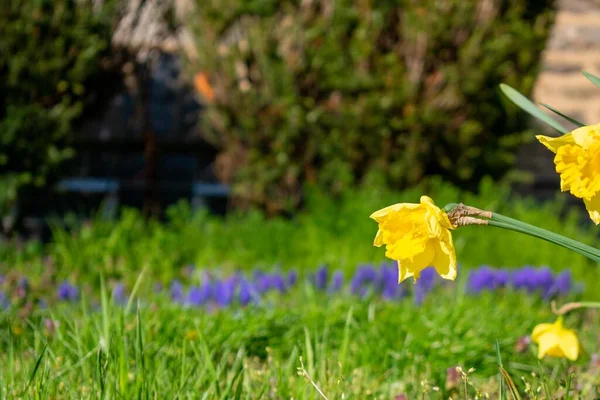 Eine Welke Gelbe Blume Auf Einem Vorderen Rasen — Stockfoto