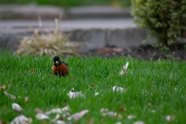 Mały Czerwony Ptak Patrzący Kamerę — Zdjęcie stockowe