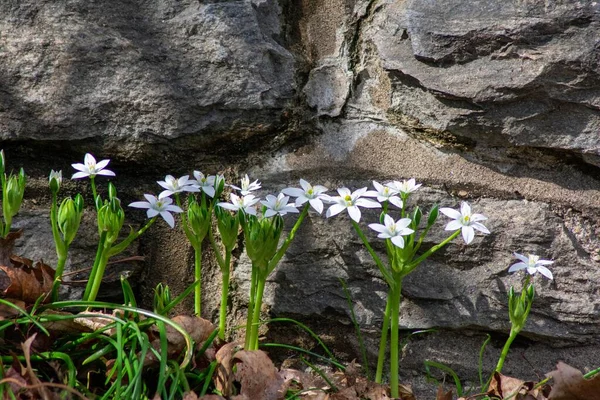 Fläck Färska Vita Blommor Vår Växer Bredvid Cobblestone Wall — Stockfoto