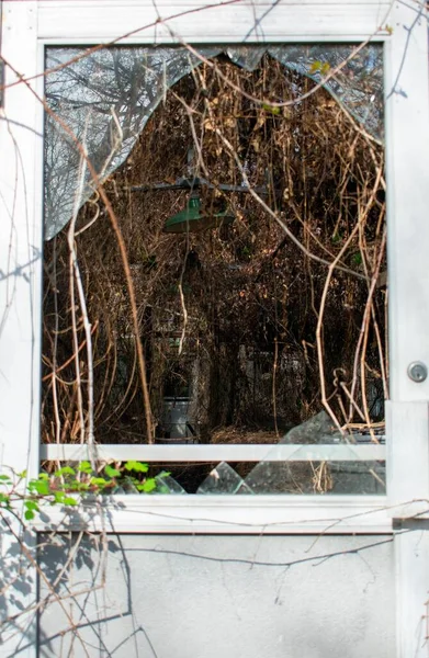 放棄された温室への壊れたガラスの扉を通して死んだブドウと植物でいっぱいの — ストック写真