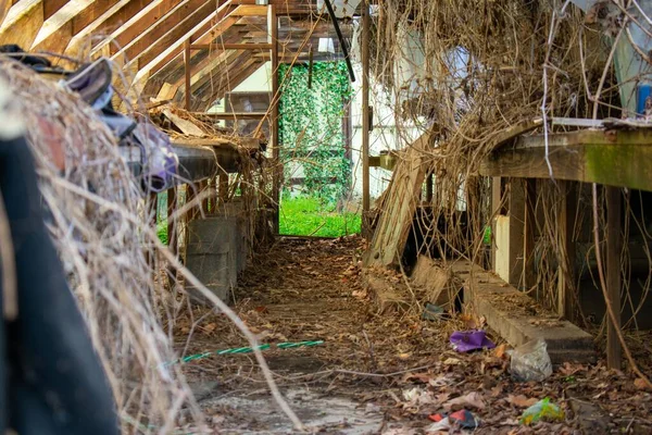 後ろに植物でいっぱいの明るい緑の部屋を持つ古い放棄されたキャンバスの温室を見て — ストック写真