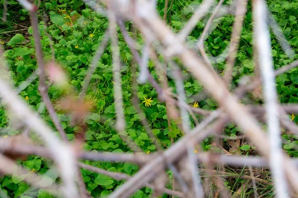 Olhando Através Galhos Para Uma Pequena Flor Amarela Centro Quadro — Fotografia de Stock