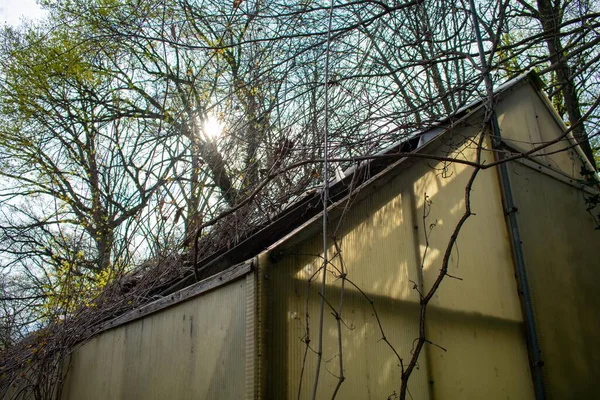 Een Verlaten Kas Met Vergeelde Panelen Het Bos Met Een — Stockfoto