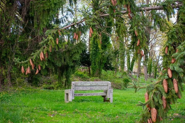 Regardant Travers Les Branches Pin Avec Des Cônes Pin Banc — Photo