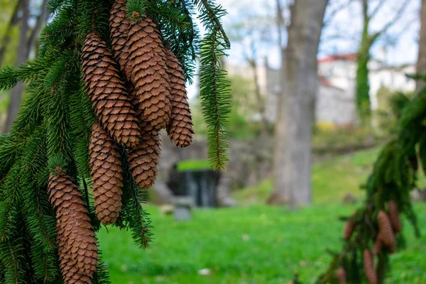 Çam ağacının dalından sarkan büyük çam kozalakları