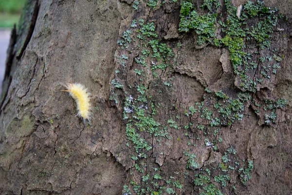 Small Yellow Fluffy Caterpillar Tree Moss — Stock Photo, Image