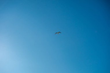 Çerçevenin ortasında Uçan Bir Martı Olan Açık Mavi Gökyüzü