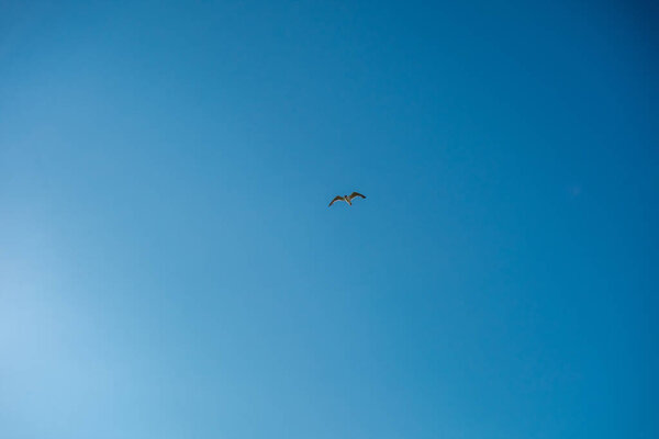 A Clear Blue Sky With a Seagull Flying in the Center of the Frame