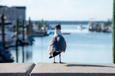 Bir martı Ledge 'in üzerinde duruyor. Teknelerin ve suyun yanında. Uzaklara bakıyor.