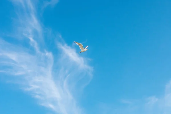 Eine Einzige Möwe Fliegt Durch Den Himmel Mit Flüsterwolken Hintergrund — Stockfoto