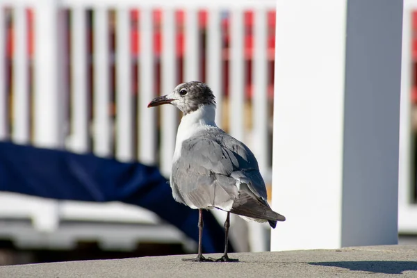 Eine Möwe Steht Auf Einer Betonleiste Und Blickt Die Kamera — Stockfoto