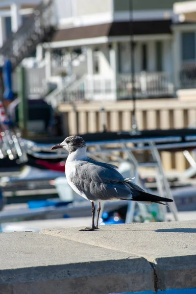Seagull Standing Ledge Boats Water Looking Distance — Stock Photo, Image